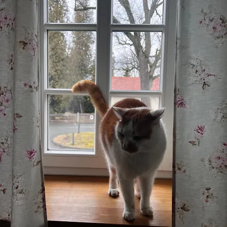 Holiday home Schwarzer Kater *