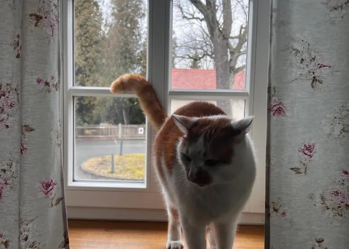 Holiday home Schwarzer Kater *