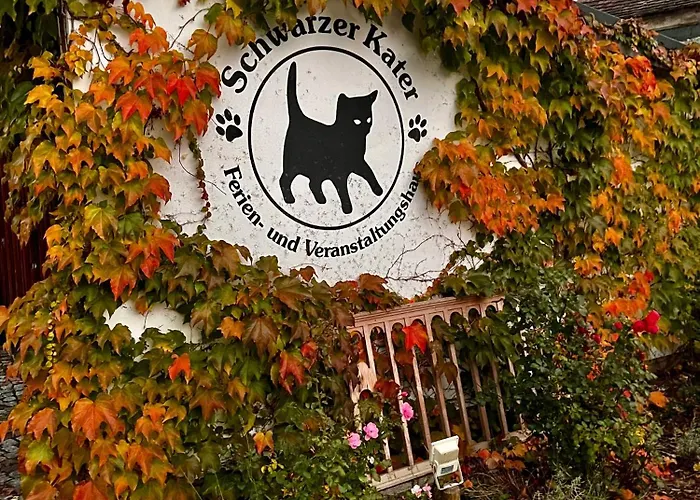 Schwarzer Kater Grossschoenau